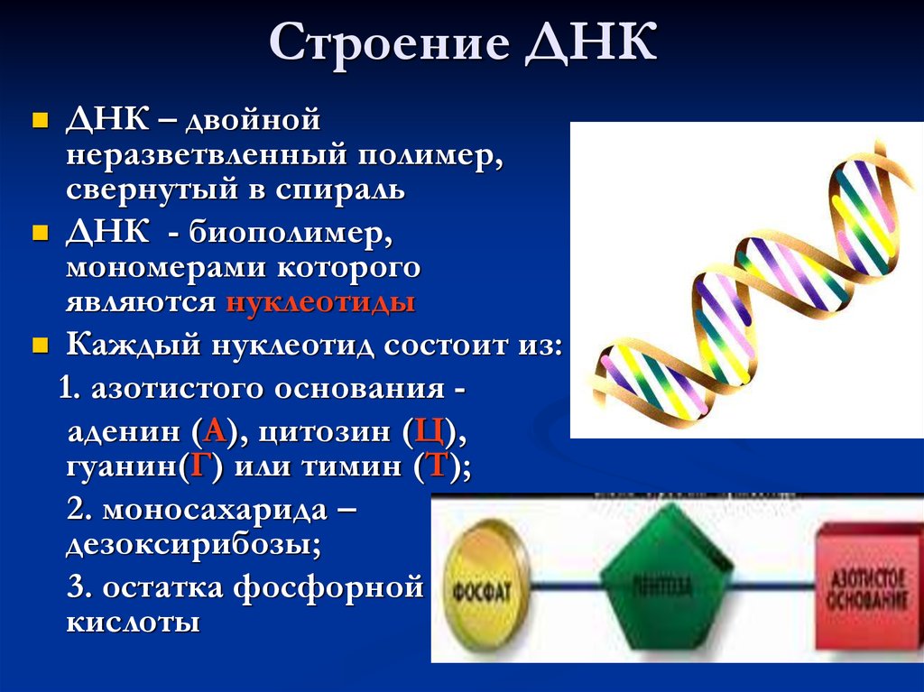 Рнк исследования. Строение ДНК биология. Строение ДНК И РНК 9 класс биология. Строение молекулы ДНК И РНК. Рибонуклеиновая кислота ДНК.