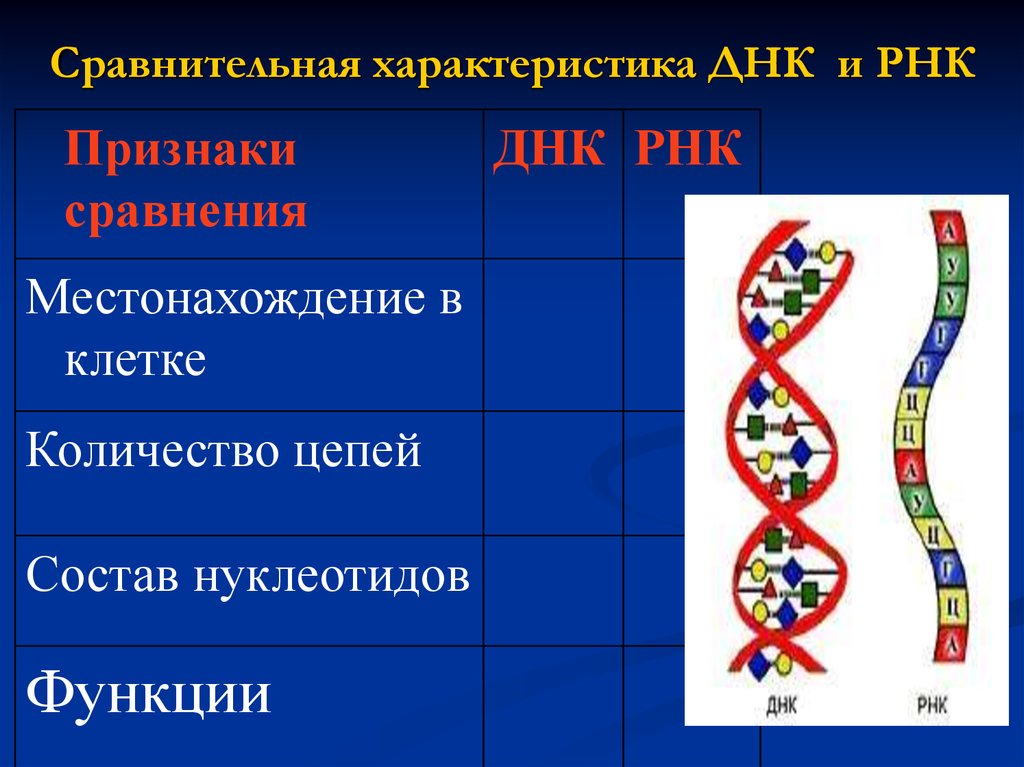 Сходства рнк. Таблица нуклеиновые кислоты ДНК И РНК. Строение цепи ДНК И РНК таблица. Структура полипептидной цепи ДНК И РНК таблица. Число цепочек ДНК И РНК таблица.