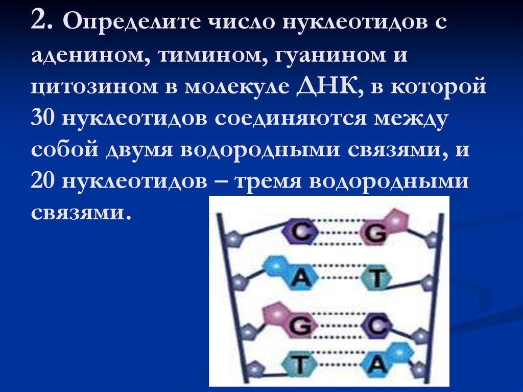 Водородный связи между аденином и тимином. Связи между нуклеотидами в ДНК. Водородные связи между нуклеотидами ДНК. Водородное соединение нуклеотида. Нуклеотиды соединяются между собой.