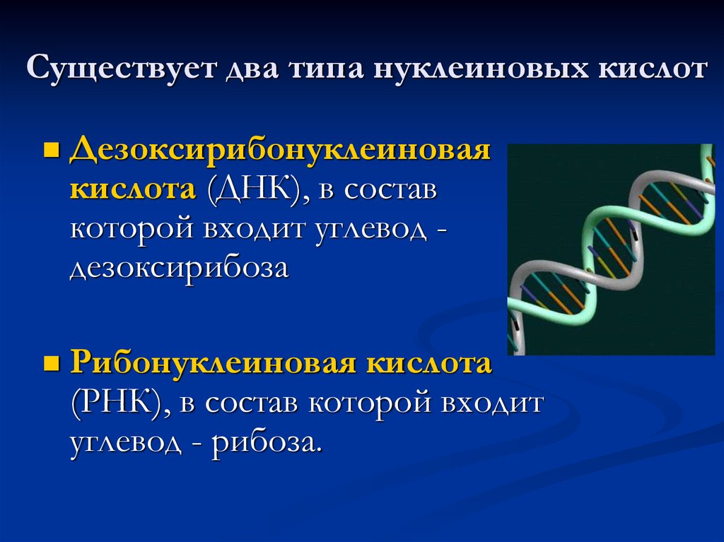 Роль днк и рнк. Строение и функции нуклеиновых кислот ДНК И ИРНК. 9 Класс тема нуклеиновые кислоты. Строение нуклеиновых кислот ДНК. Нуклеиновые кислоты ДНК И РНК.
