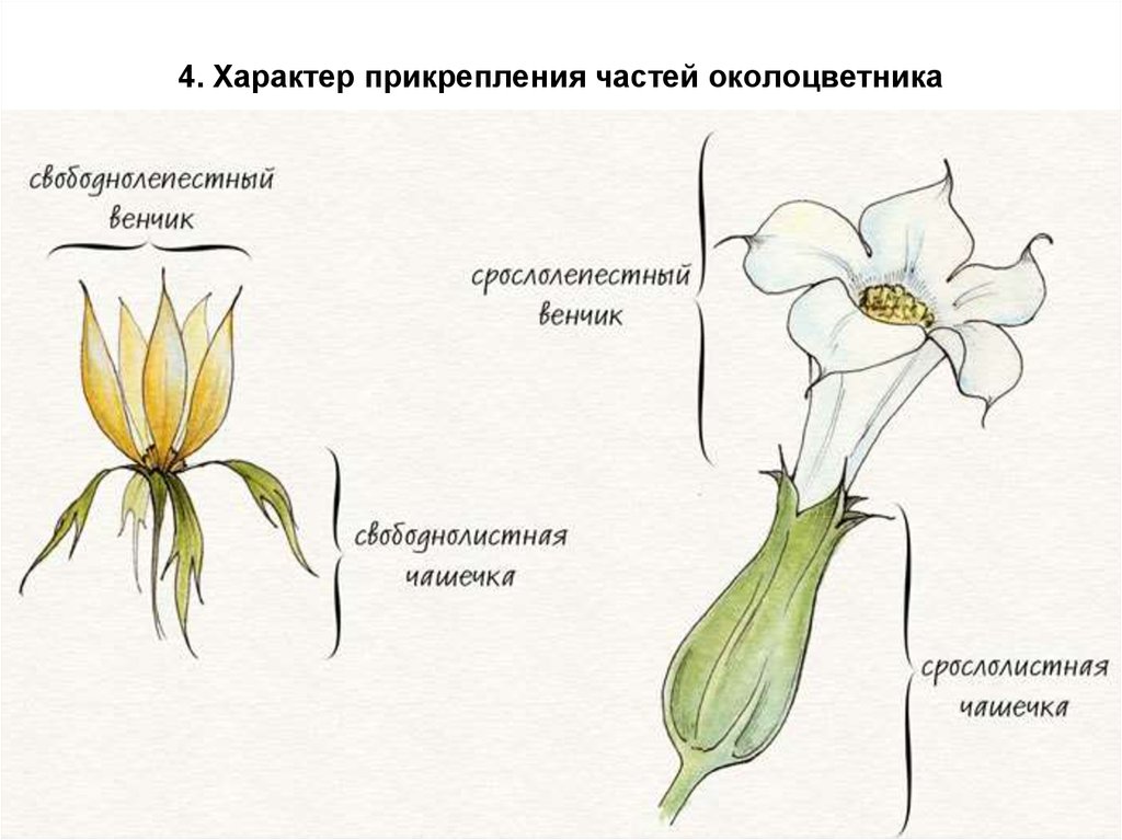 Цветок венчик зародыш какое понятие следует вписать. Характер прикрепления частей околоцветника. Околоцветник чашечка и венчик. Строение цветка схема венчик. Строение чашечки и венчика.