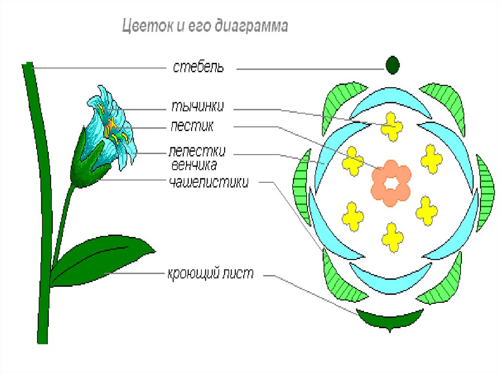 Чашелистики у двудольных. Диаграмма цветка покрытосеменных. Диаграмма цветка покрытосеменных растений. Диаграмма цветка двудольных растений. Семейства покрытосеменных с диаграммой цветка.