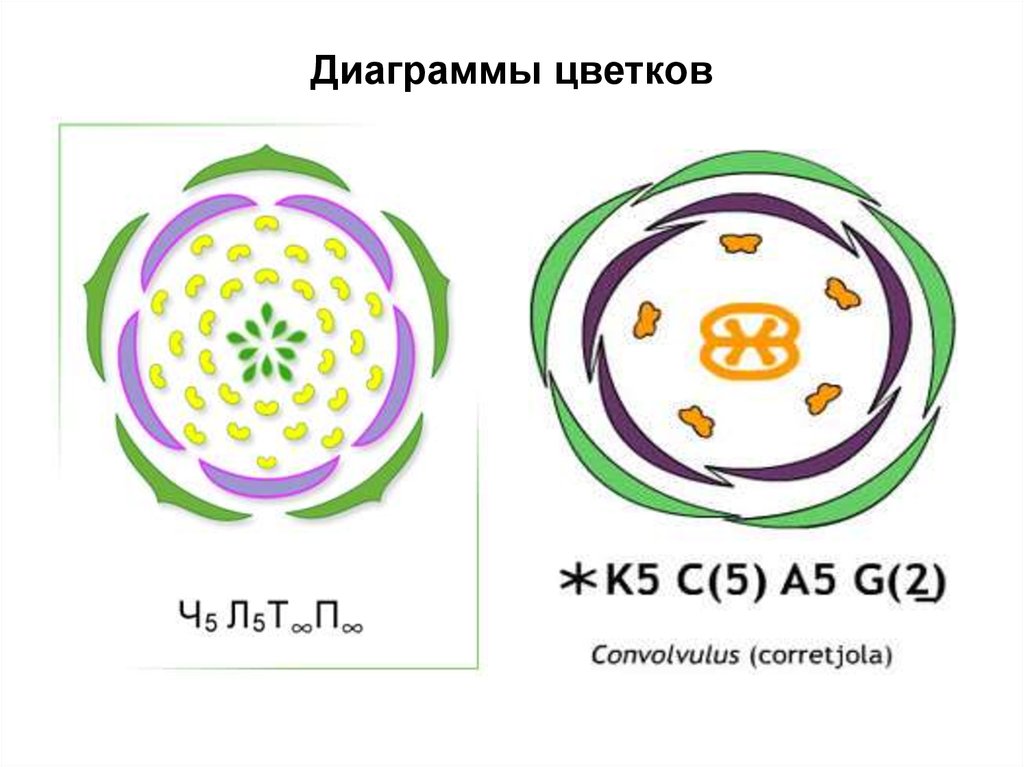 Хвойные диаграмма цветка