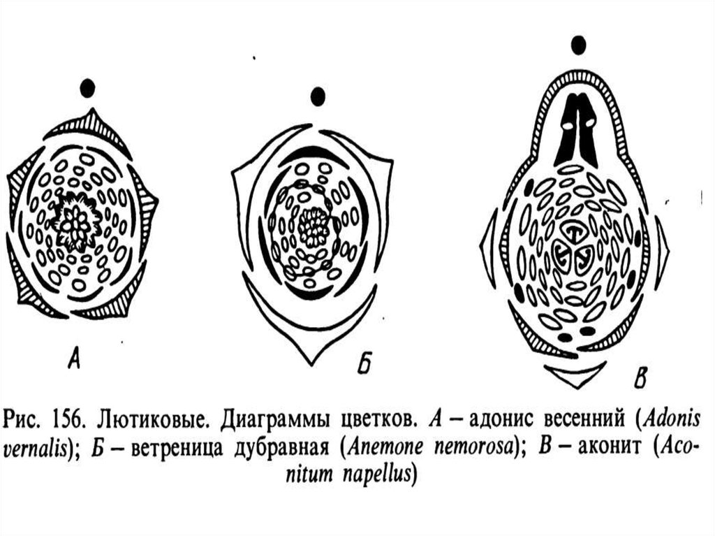 Чистяк весенний диаграмма цветка