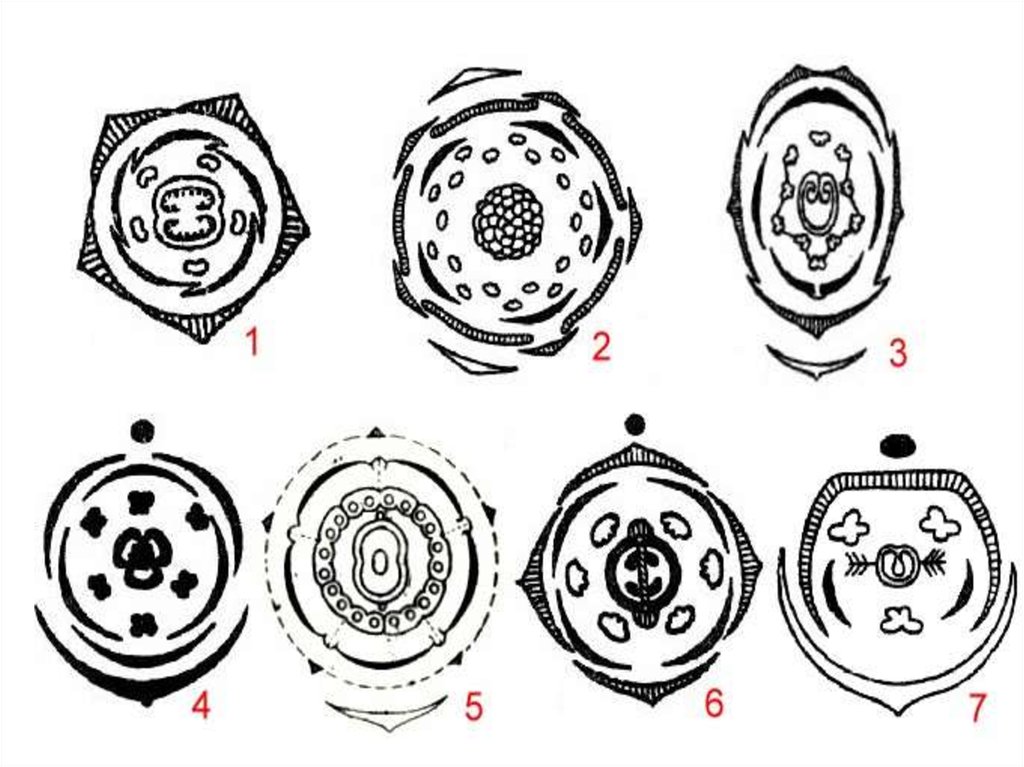 Диаграмма цветковых. Диаграмма цветка покрытосеменных. Диаграмма цветка покрытосеменных растений. Диаграмма цветка голосеменных растений. Молочайные диаграмма цветка.