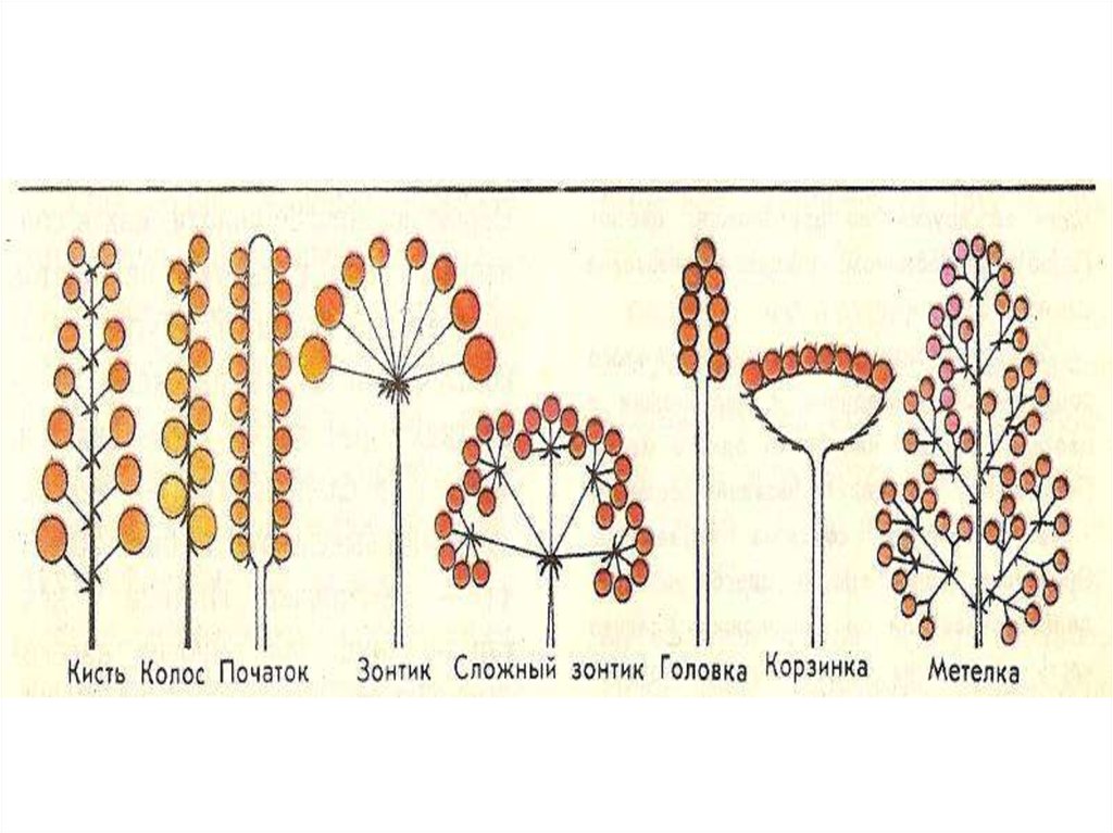 Кисть зонтик початок головка. Соцветие метелка схема. Метелка корзинок соцветие. Схема соцветий кисть , Колос,початок. Соцветие головка схема.