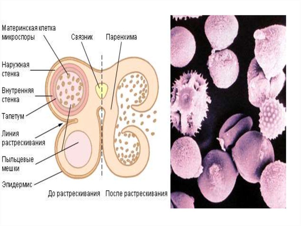 Какие клетки образуются из микроспоры