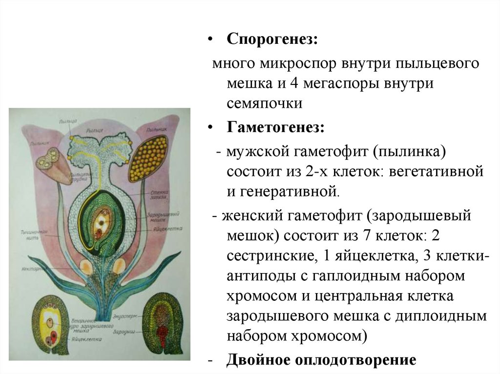 Женский гаметофит зародышевый мешок. Мегаспора цветковых растений. Мегаспорогенез у покрытосеменных. Микроспоры и мегаспоры. Мегаспора у растений это.