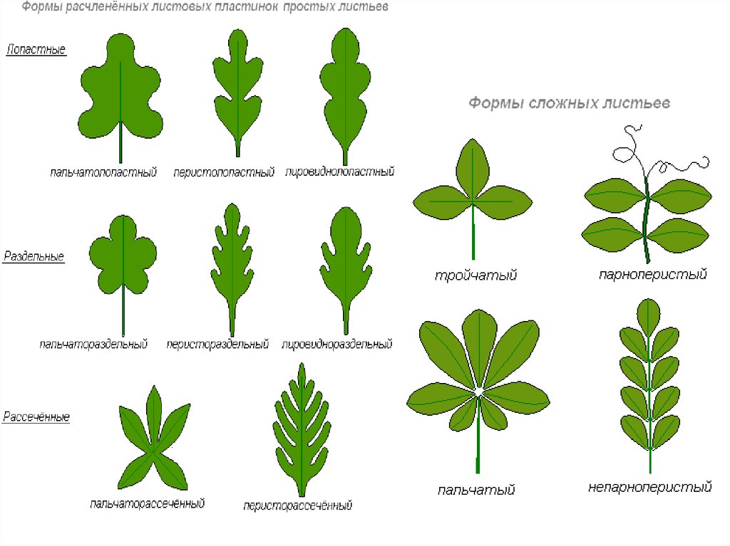 Четыре формы листа. Форма листовой пластинки классификация. Типы листовых пластинок простые и сложные. Сложный Тип листа. Формы сложных листьев.