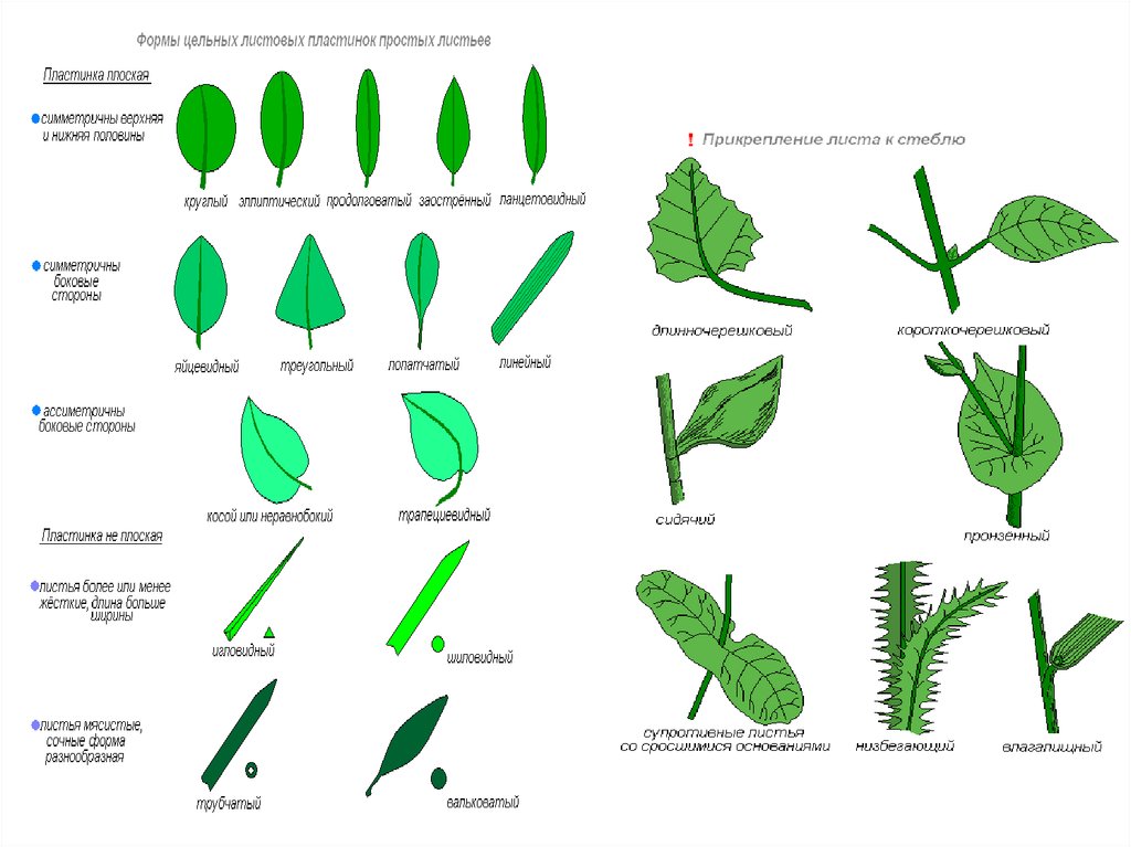 Покрытосеменных признаки листьев. Форма листовой пластинки растения. Форма листьев покрытосеменных растений. Усеченная форма листовой пластинки. Форма листовой пластинки простого листа.