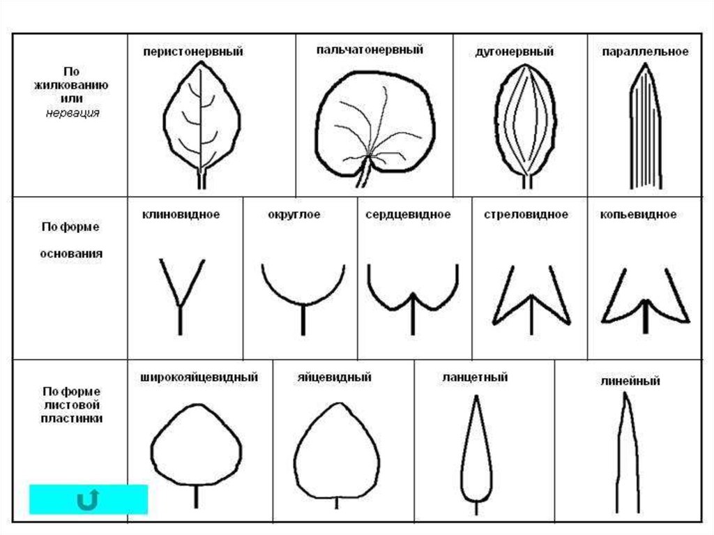 Округлое основание листа. Типы верхушек листовой пластинки. Формы листовых пластинок копьевидный. Форма основания листовой пластинки. Форма верхушки листовой пластинки.