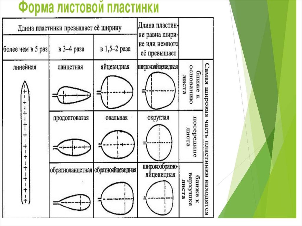 Характер листовых пластинок