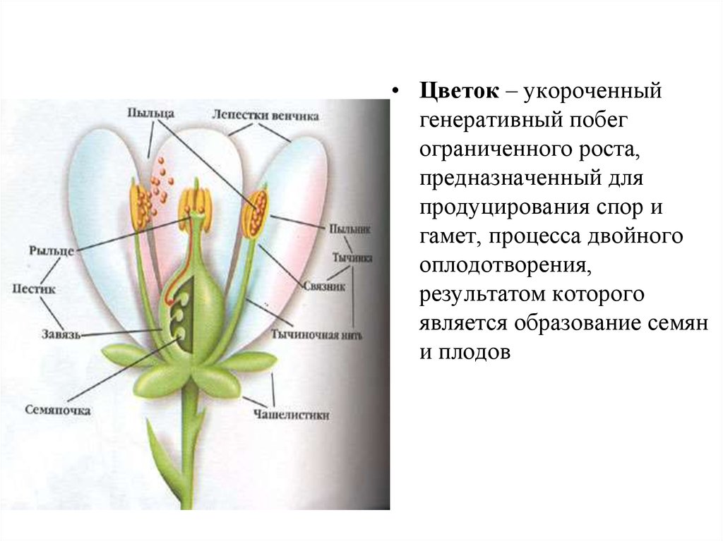 Генеративные органы капли масла. Строение покрытосеменных 5 класс. Строение цветковых покрытосеменных растений. Генеративные органы покрытосеменных растений. Строение цветка покрытосеменных растений.