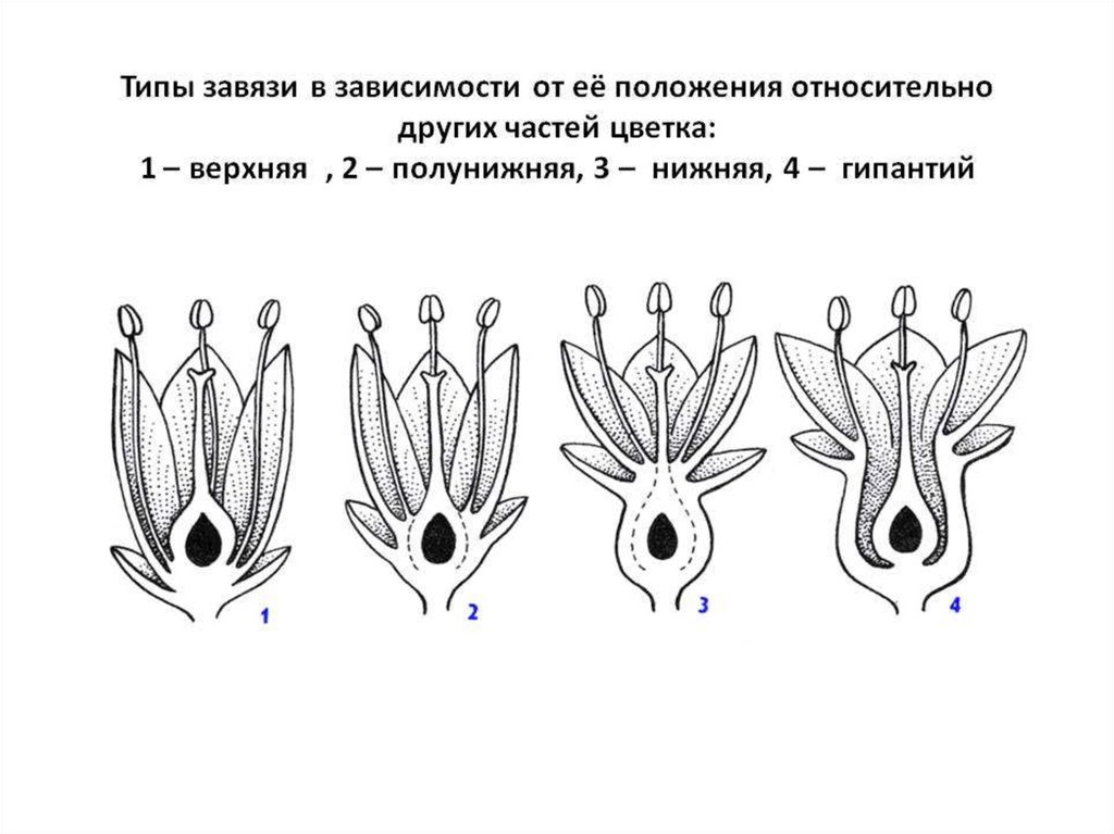 Гипантий. Завязь гинецея. Типы завязи. Типы завязей схема. Верхний Тип завязи цветка.