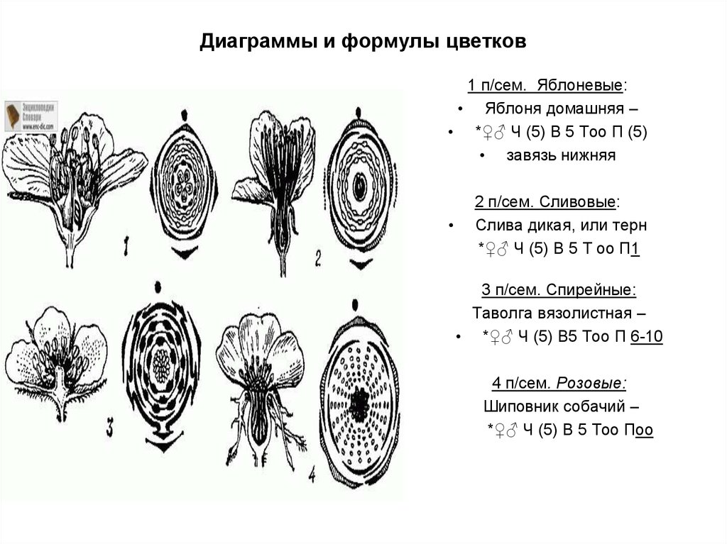 Диаграмма и формула цветка яблони