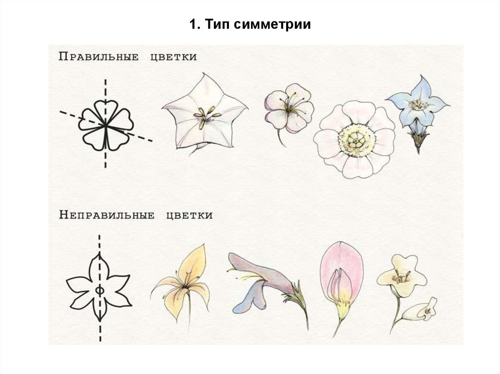 Схема неправильного цветка