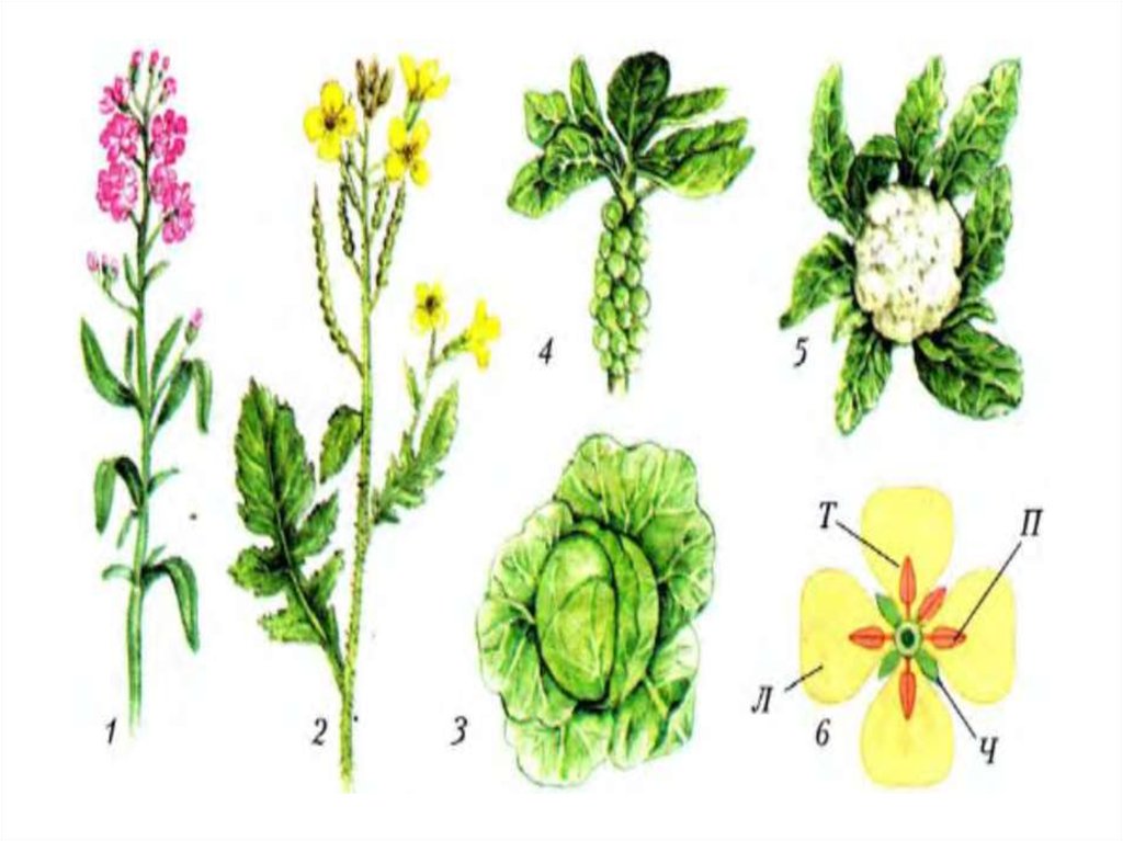 Рисунок покрытосеменных растений. Цветок покрытосеменных растений. Покрытосеменные травы. Дикорастущие растения Покрытосеменные. Покрытосеменные овощи.