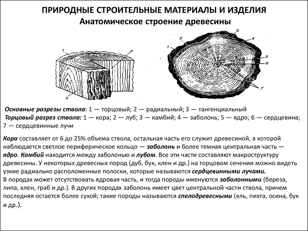 ПРИРОДНЫЕ СТРОИТЕЛЬНЫЕ МАТЕРИАЛЫ И ИЗДЕЛИЯ Анатомическое строение древесины