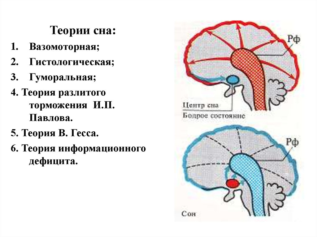 Презентация типы нервной деятельности 8 класс биология