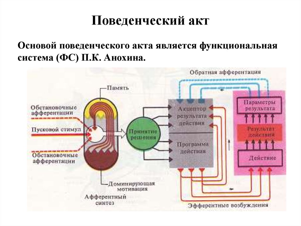 Основы акт. Функциональная система поведенческого акта. Функциональная система поведенческого акта физиология. Поведенческий акт по Анохину. Основа поведенческого акта.