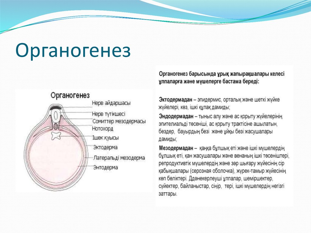 Органогенез это. Органогенез. Органогенез строение. Органогенез человека кратко. Органогенез описание процесса.