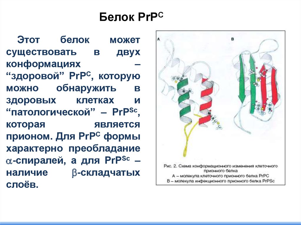 Белки можно обнаружить. Белок PRPC прионный. Патогенез прионных заболеваний. PRP белок. Прионы схема.