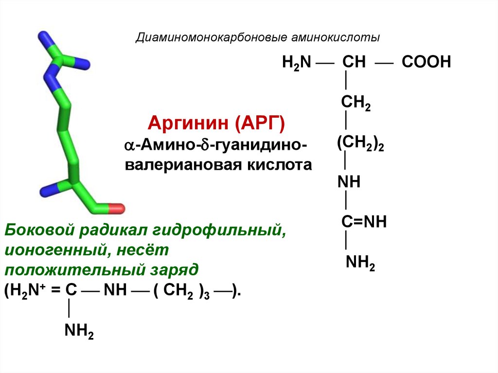 13 аминокислот. Структура диаминомонокарбоновых аминокислот. Формулы диаминомонокарбоновых аминокислот. Формула диаминокарбоновой кислоты. Диаминокарбоновая кислота формула.