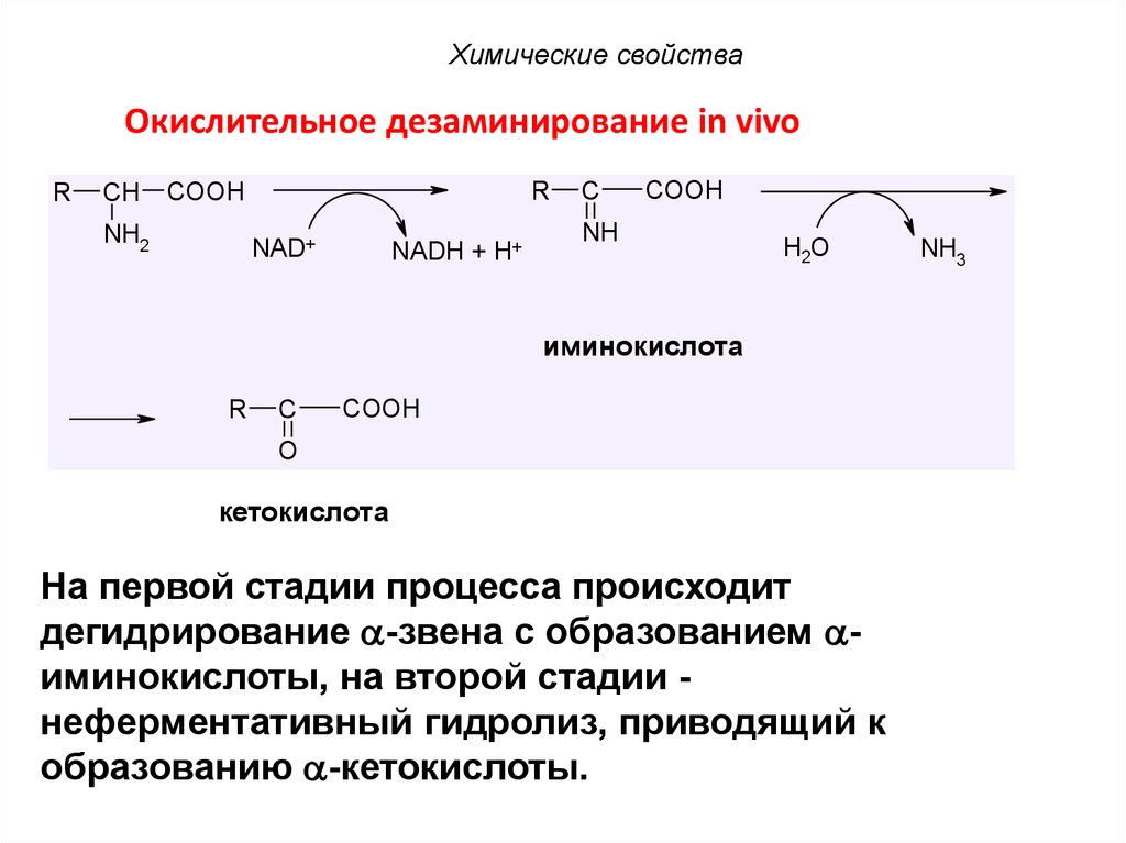 Кетокислоты аминокислот. Реакция окислительного дезаминирования лизина. Окислительное дезаминирование лизина in vitro. Продукты окислительного дезаминирования аминокислот. Дезаминирование тирозина реакция.
