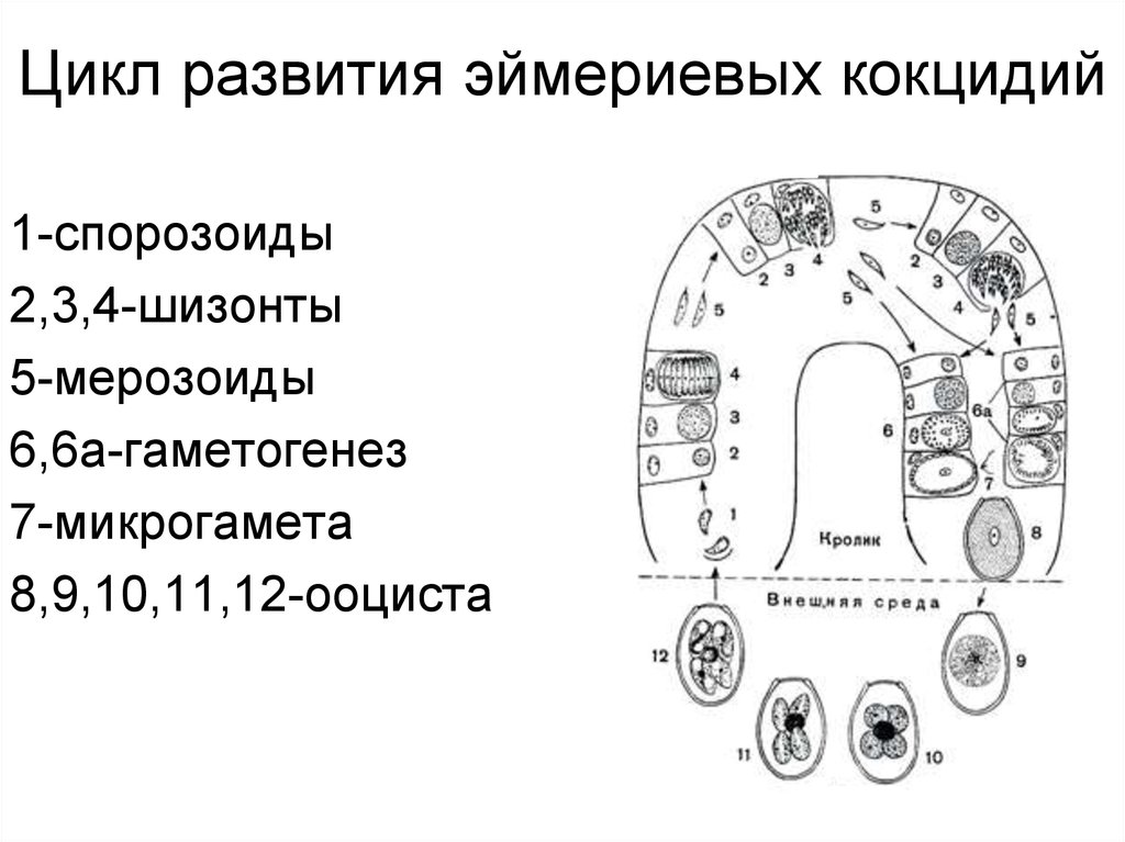 Жизненный цикл кокцидии схема