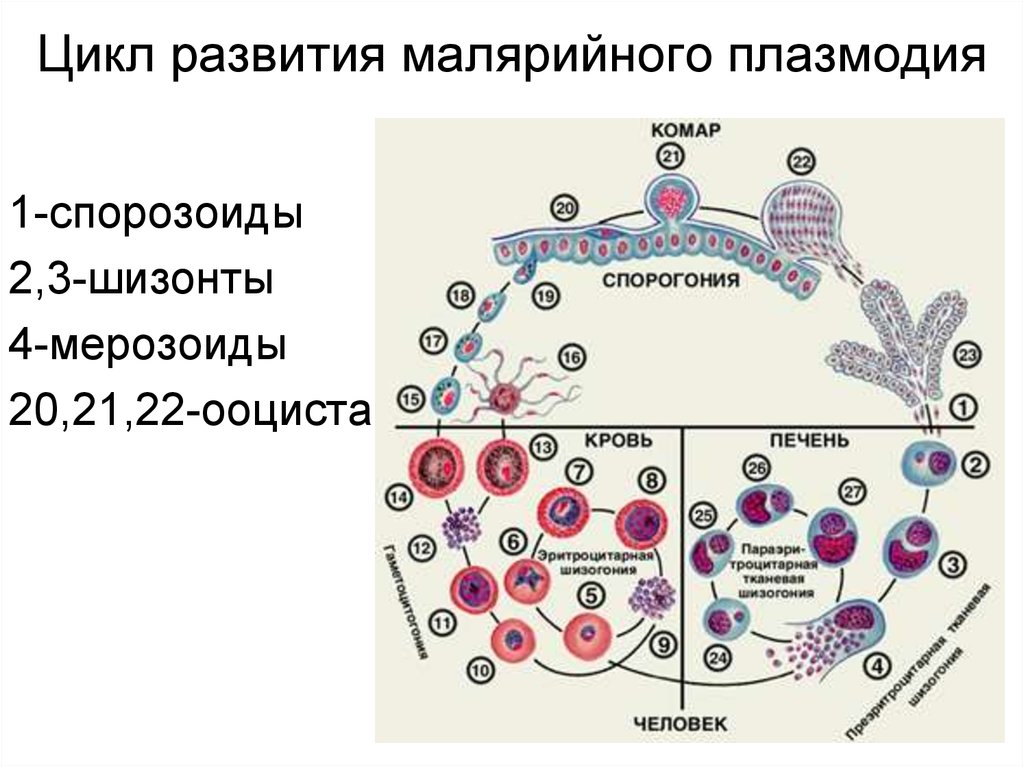 Малярийный плазмодий в кишечнике