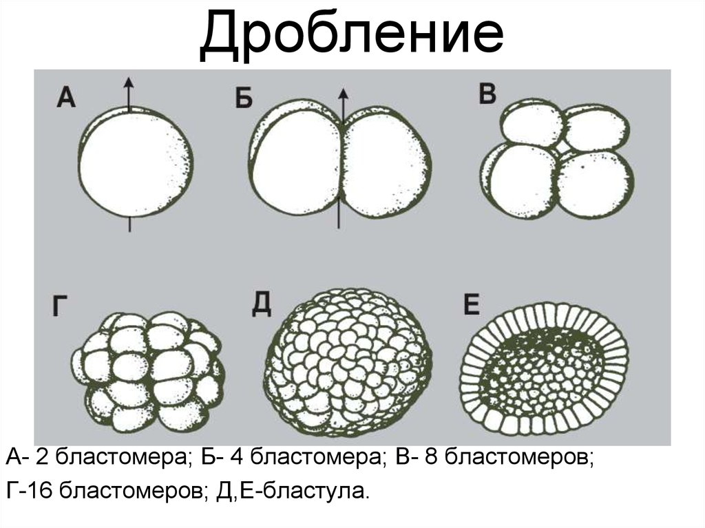 Дробление бластулы у ланцетника. Стадии дробления бластулы. Схема дробления и образования бластулы. Онтогенез бластомеры. Морула бластула.