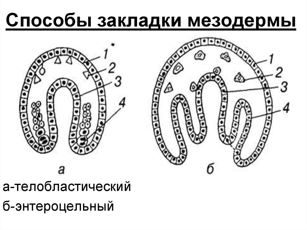 Целом верно. Схема образования мезодермы. Телобластический и энтероцельный способ закладки мезодермы. Образование мезодермы у первичноротых. Телобластическая закладка мезодермы.