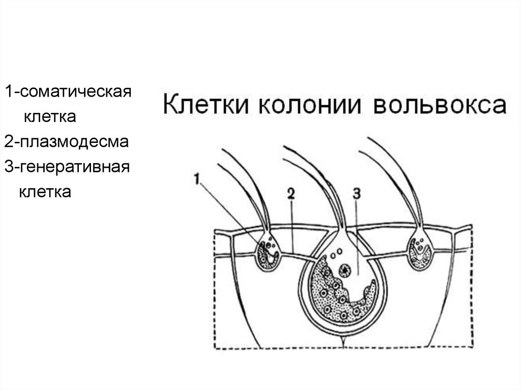 1 соматические клетки. Вольвокс соматические клетки. Генеративные клетки вольвокса. Вольвокс строение соматические клетки. Вольвокс строение генеративные клетки.