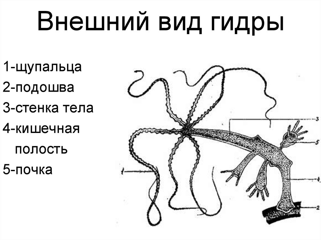 Строение гидры рисунок с подписями