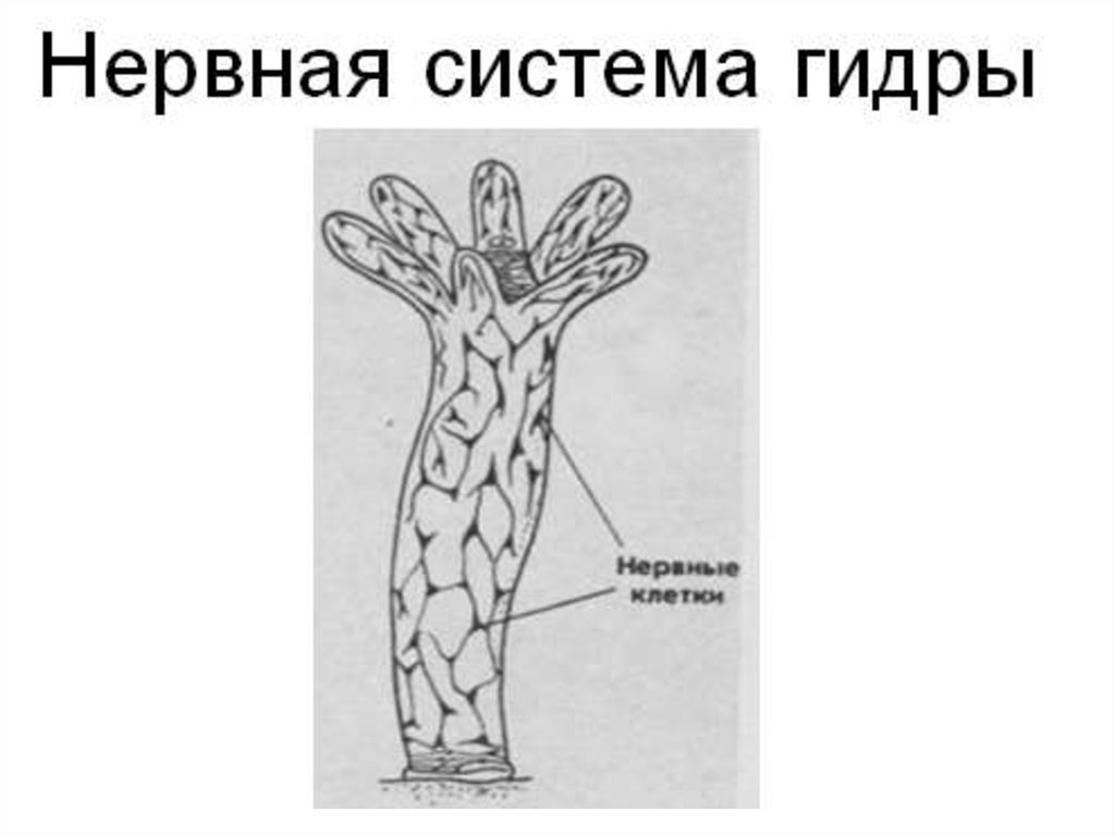 Нервная система гидры