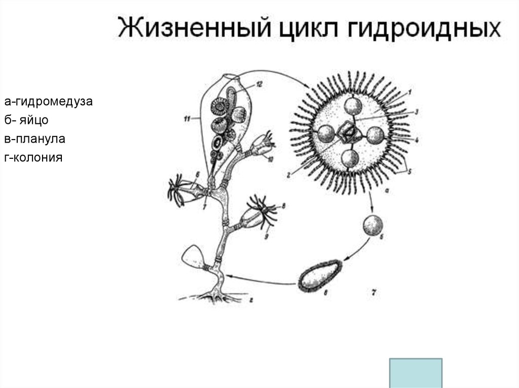 Чередование жизненного цикла. Схема жизненного цикла гидроидных. Жизненный цикл ГИДРОИДА обелии. Жизненный цикл гидроидного полипа. Цикл развития гидроидных.