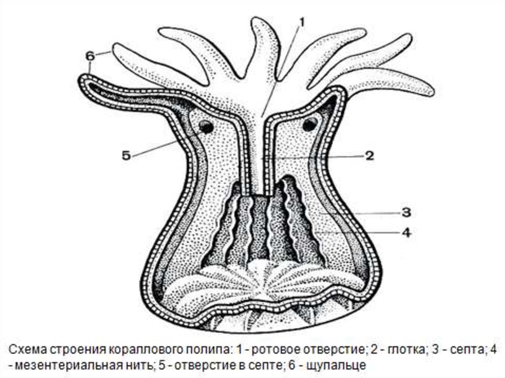 Строение актинии рисунок