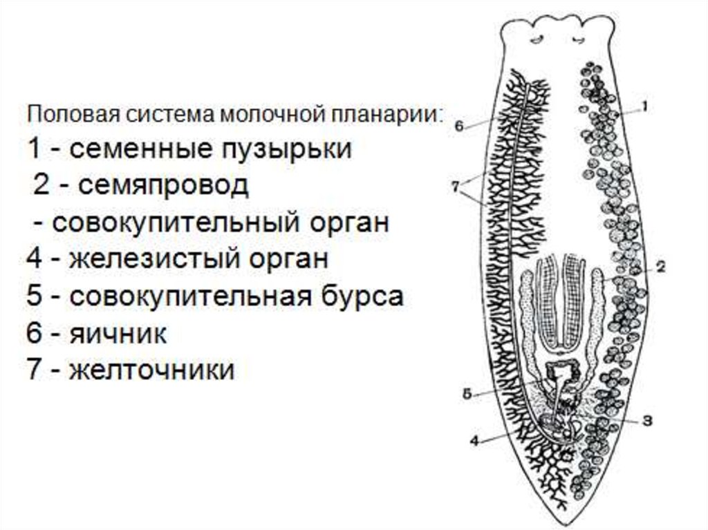 Строение планарии рисунок