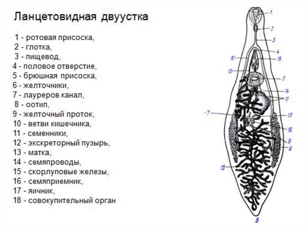 Кошачий сосальщик рисунок строение