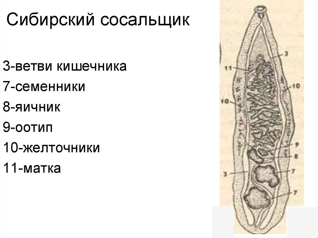 Кошачий сосальщик рисунок