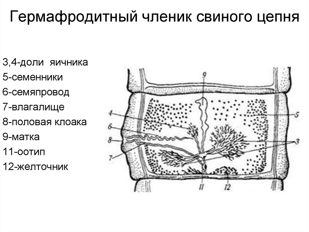 Гермафродитный членик свиного цепня. Гермафродитный членик свиного и бычьего цепня. Строение гермафродитного и зрелого членика свиного цепня. Гермафродитный членик Taenia solium. Строение невооруженного цепня.