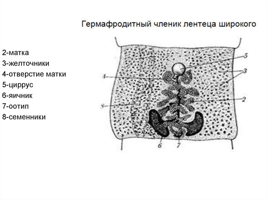 Строение широкого лентеца. Строение членика широкого лентеца. Строение гермафродитного членика широкого лентеца. Гермафродитный членик широкого лентеца рисунок. Лентец широкий гермафродитный.