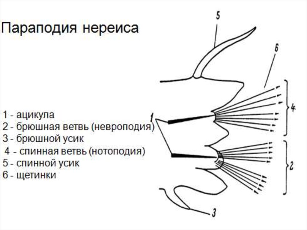 Параподия нереиды рисунок