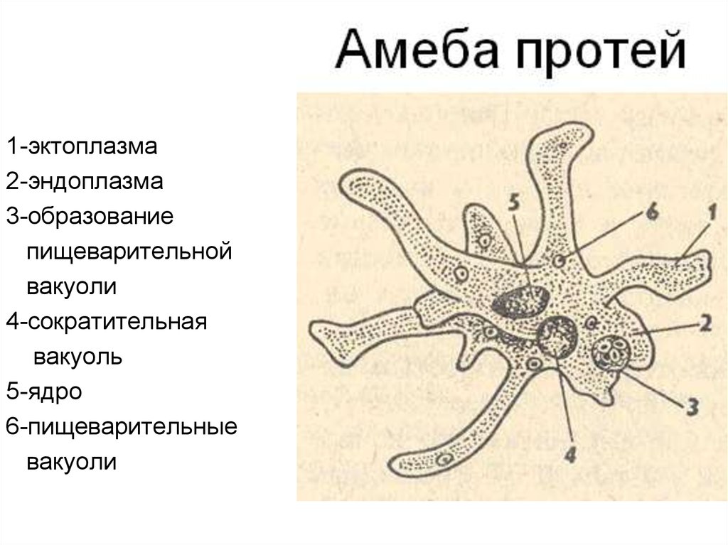 Амеба обыкновенная рисунок. Строение амебы Протей. Строение амебы обыкновенной. Амёба Протей и обыкновенная амёба. Амеба Протей биология 7 класс.