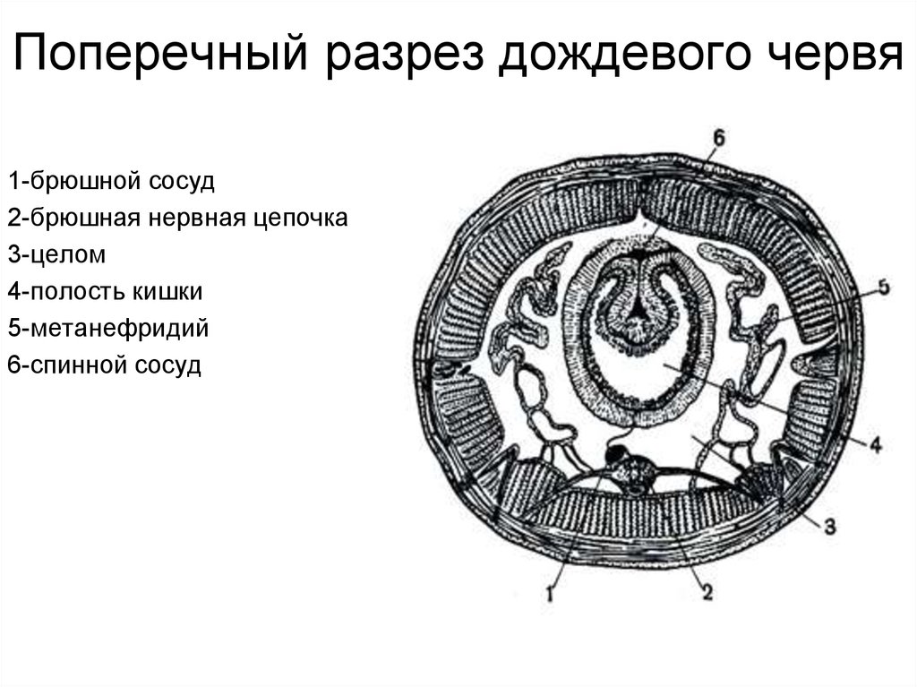 Поперечный разрез. Поперечный срез тела дождевого червя. Схема поперечного среза дождевого червя. Поперечный срез дождевого червя строение. Поперечный срез через тело дождевого червя.