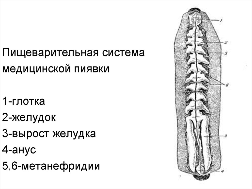 Нервная система пищеварительная система. Пищеварительная система медицинской пиявки. Внутреннее строение медицинской пиявки пищеварительная система. Строение пищеварительной системы медицинской пиявки. Выделительная система пиявок.