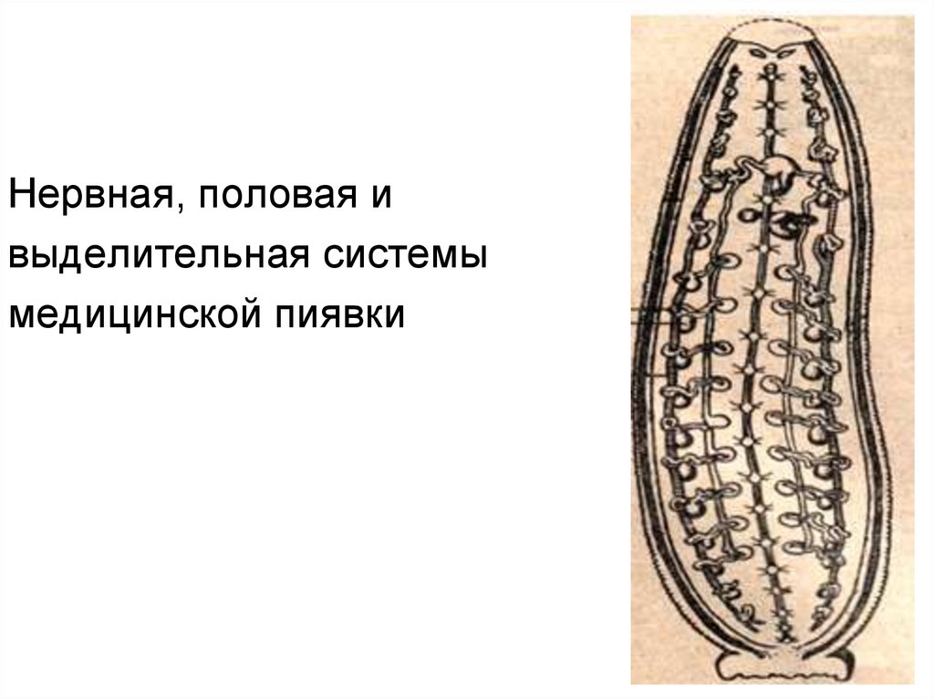 Нервная половая система. Выделительная система пиявок. Выделительная система медицинской пиявки. Пищеварительная система пиявок. Половая система пиявок.