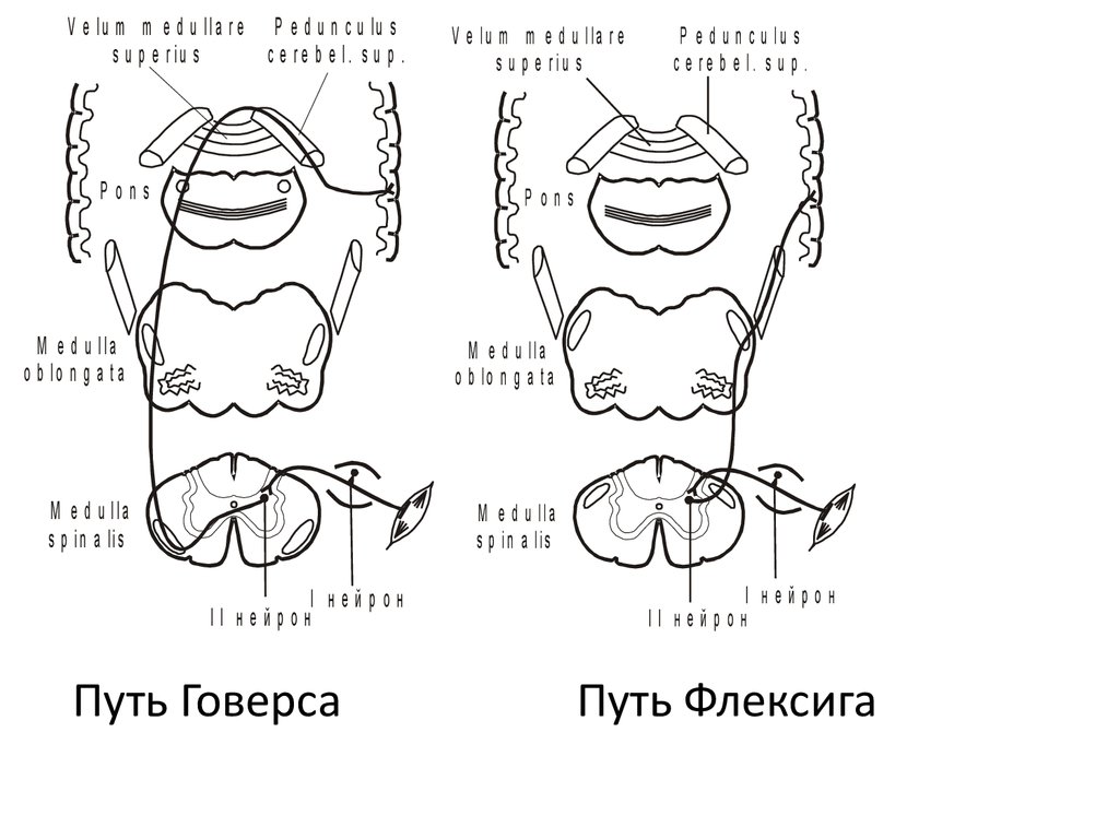 Путь говерса схема