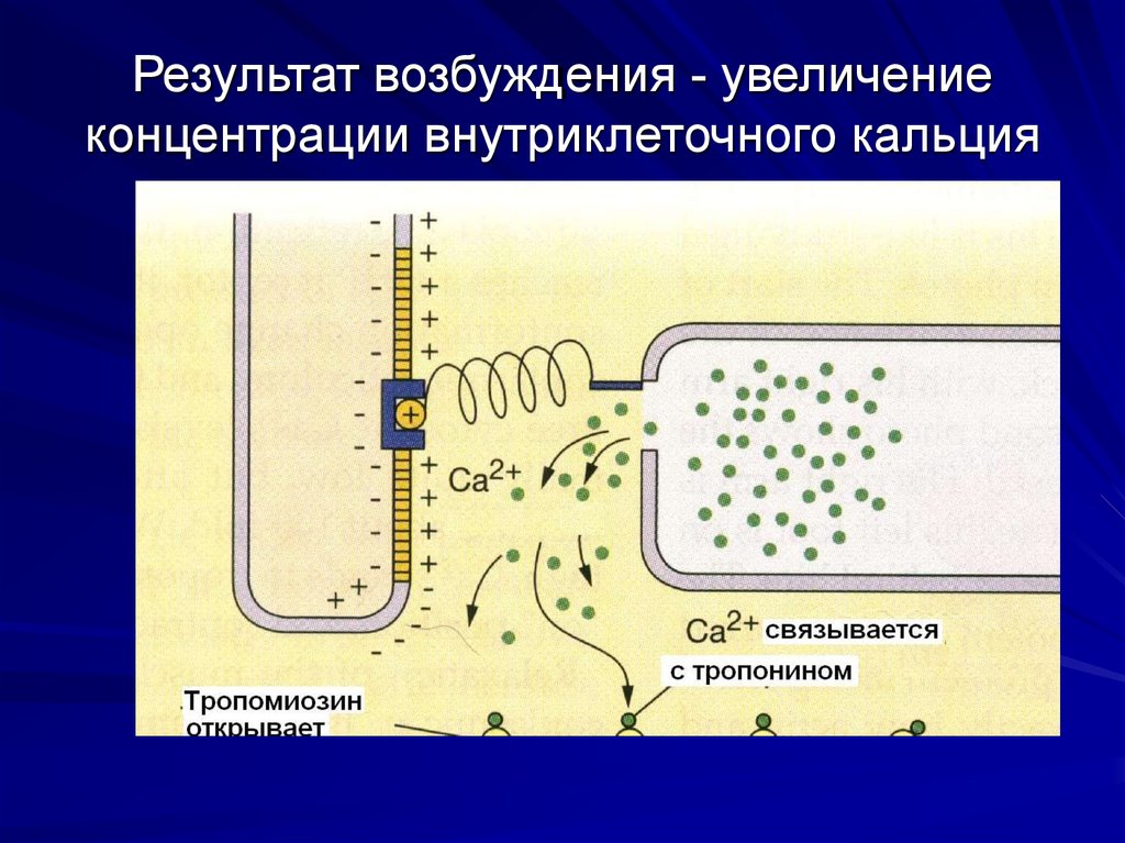 Потенциал концевой пластинки. Механизмы увеличения концентрации внутриклеточного кальция. Возбуждение кальция. Кальций связывается с тропонином. Ацетилхолин увеличивает концентрацию внутриклеточного кальция.