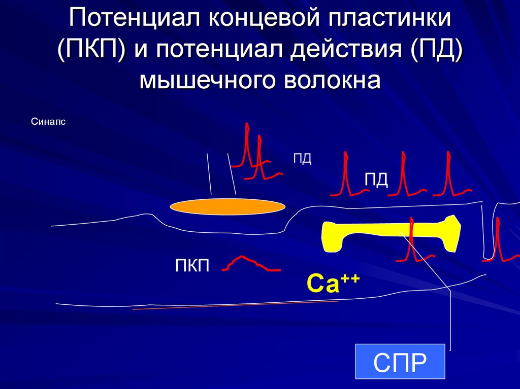 Потенциал концевой пластинки. Потенциал концевой пластинки (ПКП). Механизм возникновения потенциала концевой пластинки. Миниатюрный потенциал концевой пластинки. Потенциал концевой пластинки это физиология.